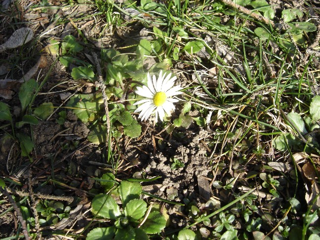 Fiori primaverili